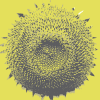 Users managing WordPress Groups A sunflower representing the many ramifications of considerations around the Groups plugin