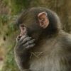 Silence is Golden, Debugging is Silver Monkey covers his mouth