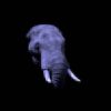 The unsettling Truth about the Global Unset Elefant